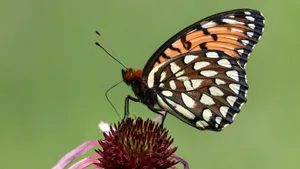 Fritillary Butterflyon Flower Wallpaper