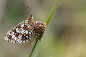 Fritillary Butterflyon Flower Wallpaper