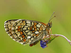 Fritillary Butterflyon Flower Wallpaper