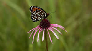 Fritillary Butterflyon Pink Flower.jpg Wallpaper