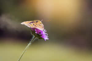 Fritillary Butterflyon Purple Flower Wallpaper