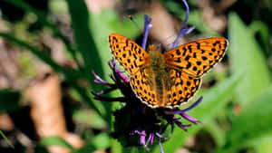 Fritillary Butterflyon Purple Flower Wallpaper