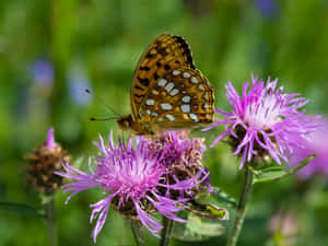 Fritillary Butterflyon Purple Flower Wallpaper