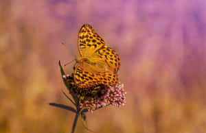 Fritillary Butterflyon Purple Flower Wallpaper