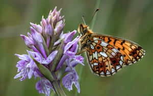 Fritillary Butterflyon Purple Orchid.jpg Wallpaper