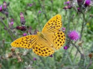 Fritillary Butterflyon Thistle Flower Wallpaper