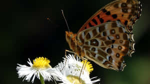 Fritillary Butterflyon White Flower Wallpaper