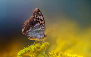 Fritillary Butterflyon Yellow Flower Wallpaper