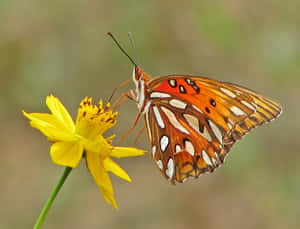Fritillary Butterflyon Yellow Flower Wallpaper