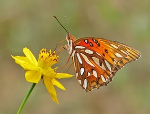 Fritillary Butterflyon Yellow Flower Wallpaper