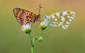 Fritillaryand White Butterflyon Flower Wallpaper