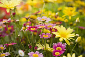 From Vibrant Yellows And Oranges To Calming Blues, Daisies Come In A Kaleidoscope Of Colors To Brighten Any Day. Wallpaper