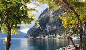 Front Tree In Lago Di Garda Wallpaper