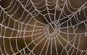 Frost Covered Spider Web Wallpaper