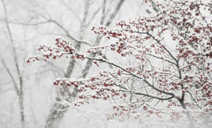 Frost-covered Winter Berries Brighten A Snowy Landscape Wallpaper