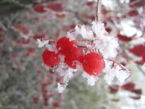 Frost-covered Winter Berries On A Snowy Branch Wallpaper