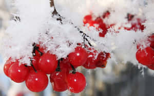 Frost Kissed Winter Berries Wallpaper