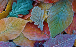 Frosted Autumn Leaves Texture Wallpaper