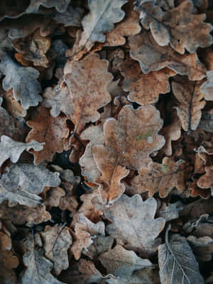 Frosted Autumn Leaves Texture Wallpaper