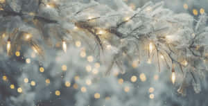 Frosted Pine Brancheswith Lights.jpg Wallpaper