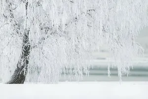 Frosted Tree Winter Whitescape Wallpaper