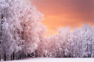 Frosted Trees Pink Sunset Winter Landscape Wallpaper