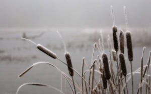 Frosty Cattail At Dawn Wallpaper