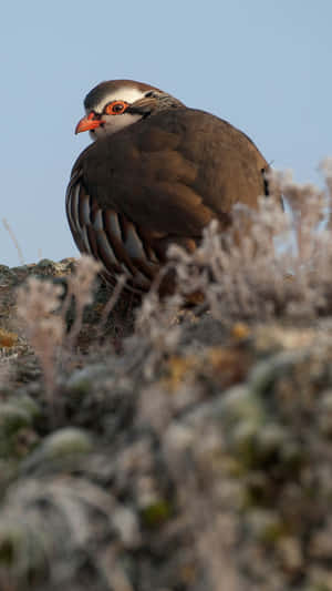 Frosty Morning Partridge Wallpaper