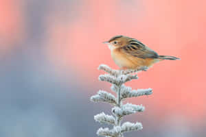 Frosty Perch Zitting Cisticola4 K Wallpaper