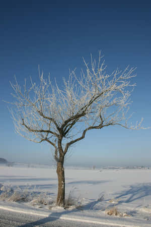 Frosty Solitude Tree Winter Scene.jpg Wallpaper
