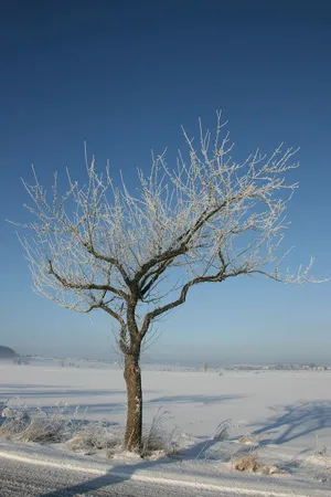 Frosty Solitude Tree Winter Scene.jpg Wallpaper