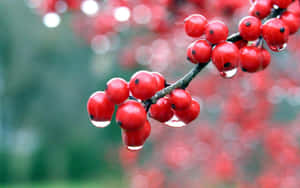 Frosty Winter Berries Adorning A Snowy Tree Branch Wallpaper