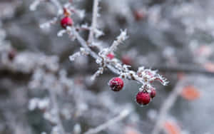 Frosty Winter Berries On A Snowy Background Wallpaper