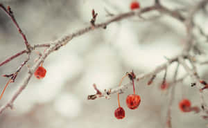 Frosty Winter Berries On A Snowy Branch Wallpaper