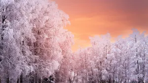 Frosty Winter Sunset_4 K169.jpg Wallpaper