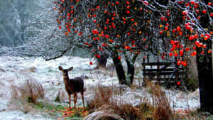 Frosty Winter Wonderland With Majestic Deer Wallpaper