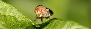 Fruit Fly Wallpaper