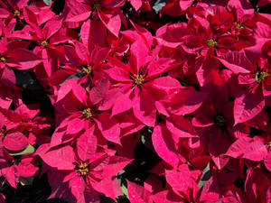 Fuchsia Poinsettia Flowers Wallpaper