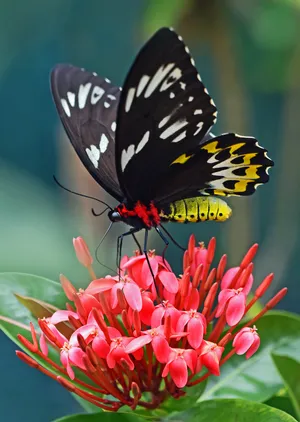 Full Hd Butterfly Black Yellow Swallowtail Wallpaper