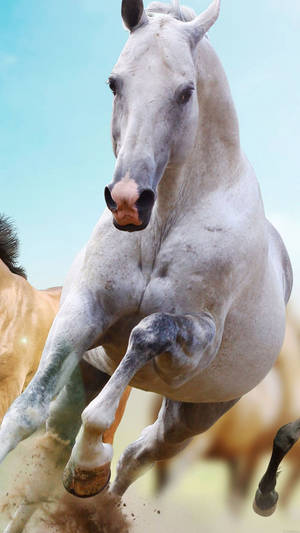 Full Hd Horse Running Android Wallpaper