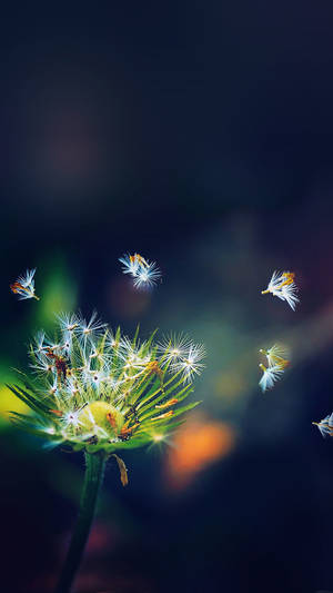 Full Hd Phone Dandelion Flower Wallpaper