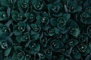 Full Of Texture, This Image Captures Dark Green Grunge In Abstract Forms. Wallpaper