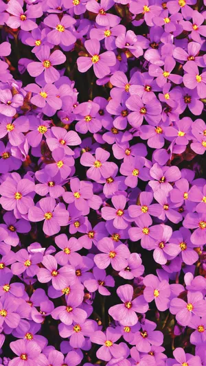 Full Screen 4k Flowers Aubrieta Portrait Wallpaper