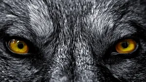 Full Screen Hd Close-up Of Wolf Wallpaper