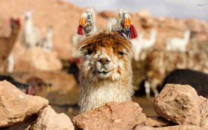 Funky Llama Wearing A Traditional Headdress Wallpaper