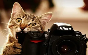 Funny Cat Eating Camera Wallpaper
