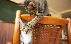 Funny Cat Scratching Another Cat Wallpaper