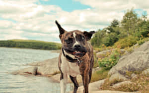 Funny Dog Shaking Off Water Wallpaper