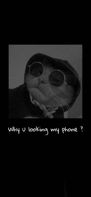 Funny Gangster Cat Aesthetic Wallpaper