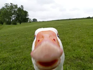 Funny Goose Face Wallpaper